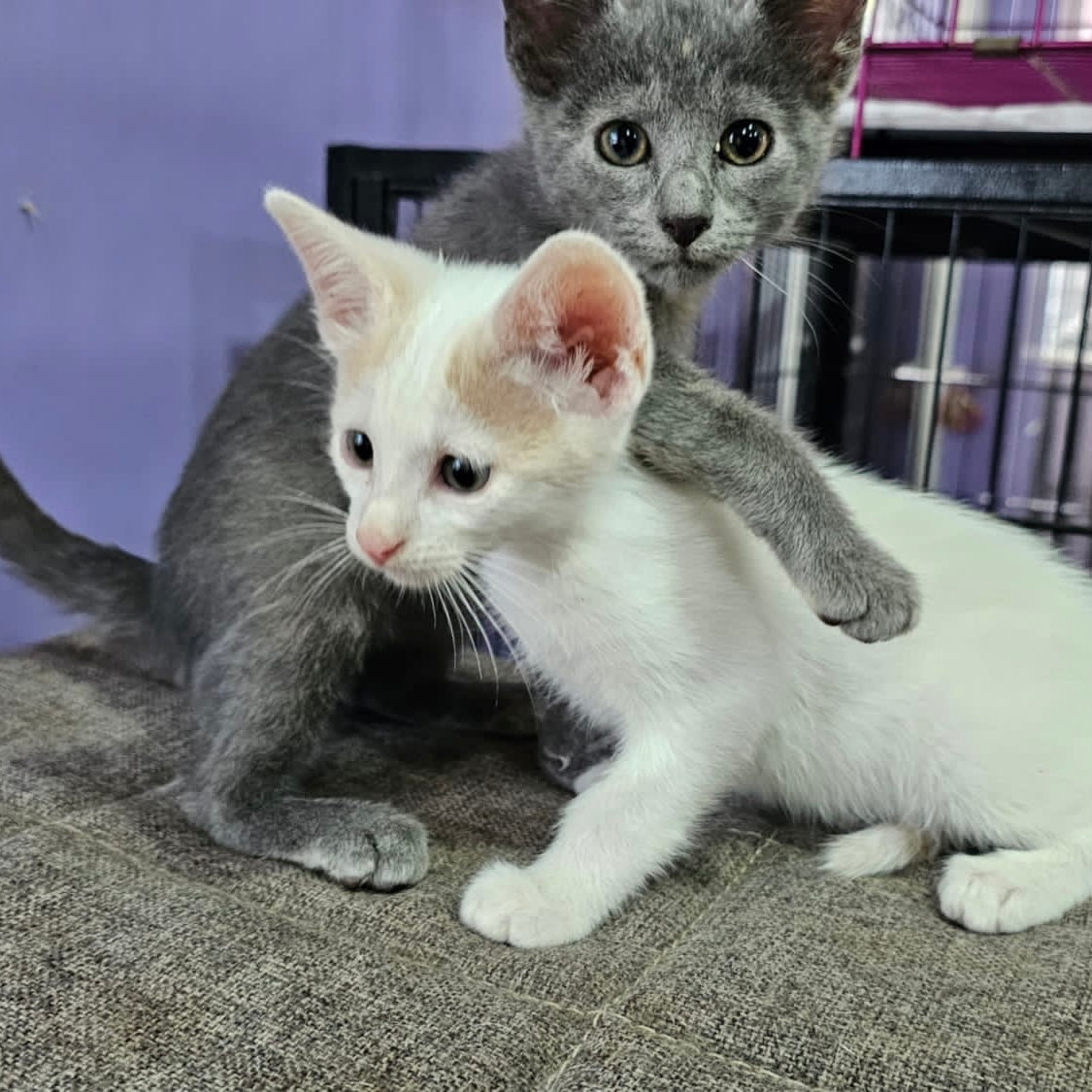 From Neglect to New Homes: 10 Kittens Rescued and Adopted