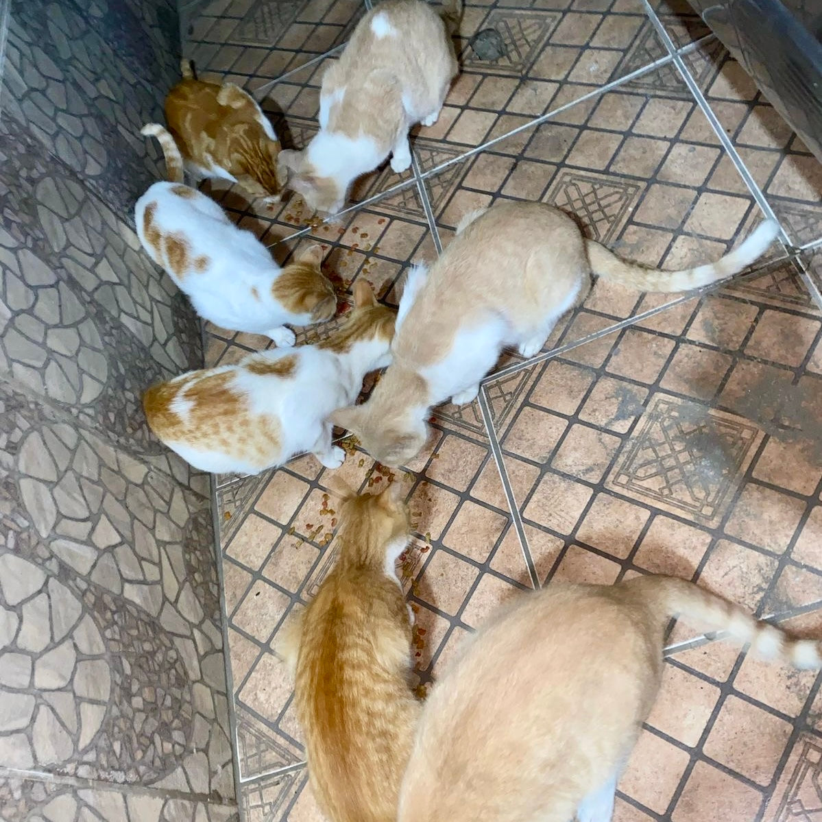 Blind Cat Surgery & Colony Rescue: Real Cat Stories