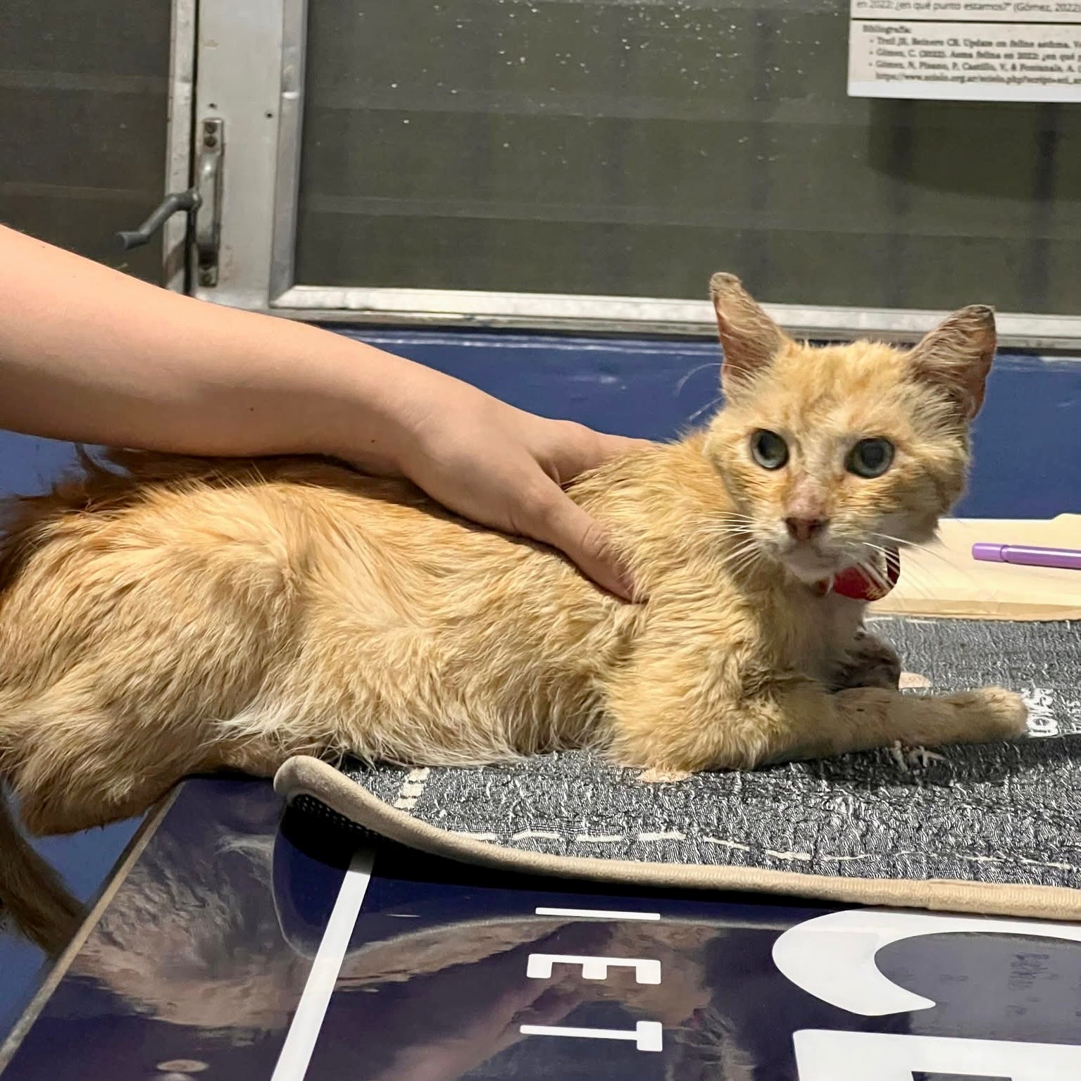 Michi Bebé’s Second Chance: From Neglect to Healing