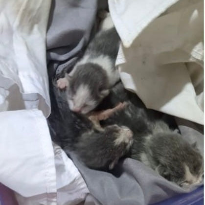 Lost & Found: A Mother Cat Walks Away, But the Rescue Doesn’t Stop There