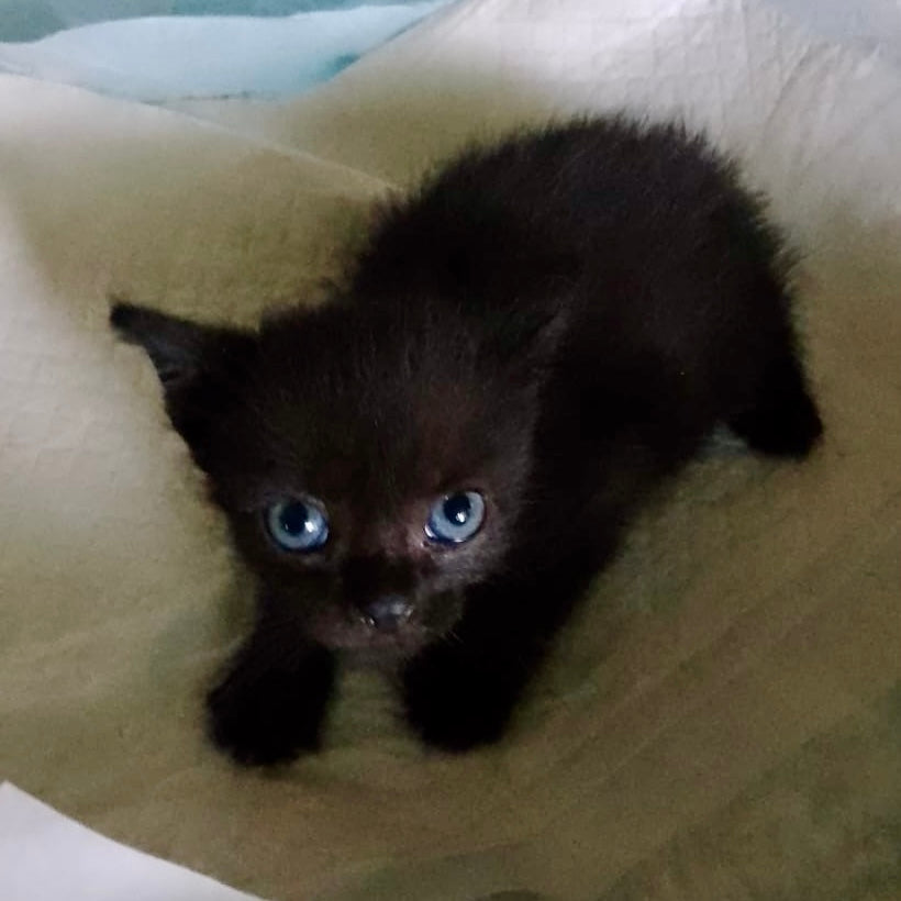 From Fragile to Forever: A Kitten Rescue Story with a Happy Ending