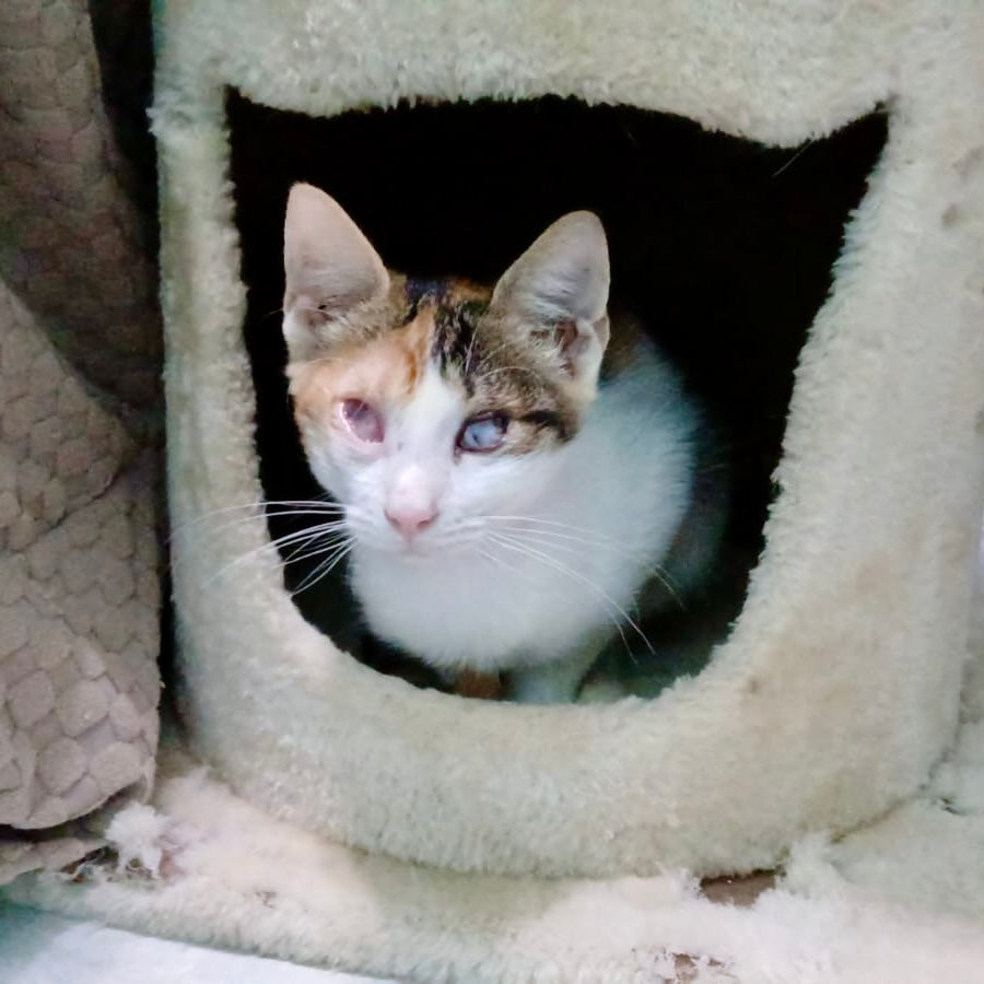 Blind Rescue Cats Need a Home – Adopt Angie & Kora Today