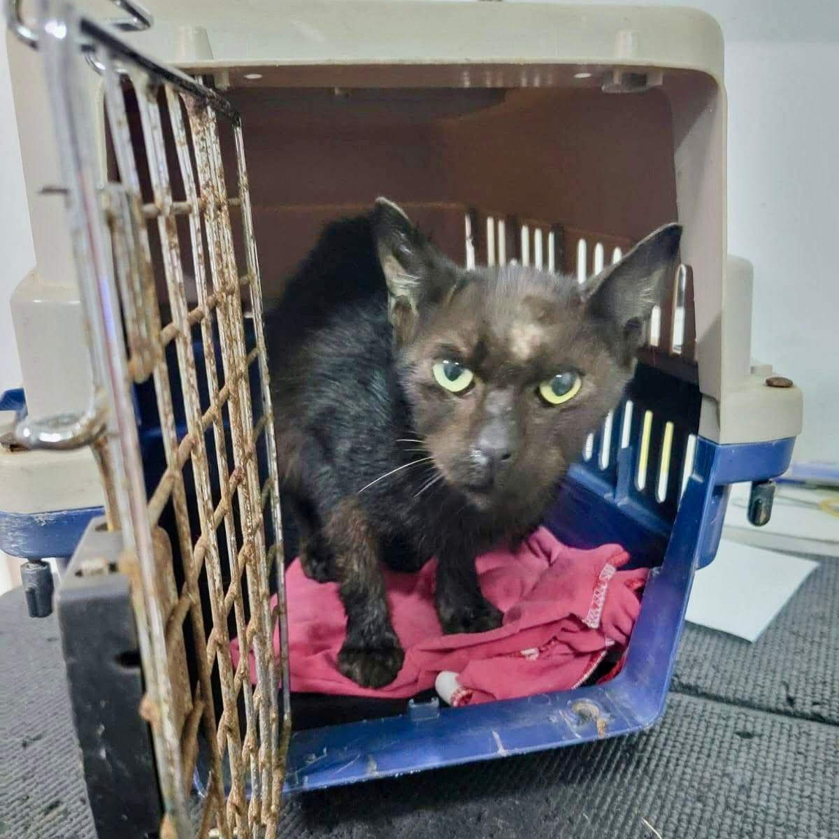 The Cut-Off Point: Why Spaying & Neutering Saves Lives