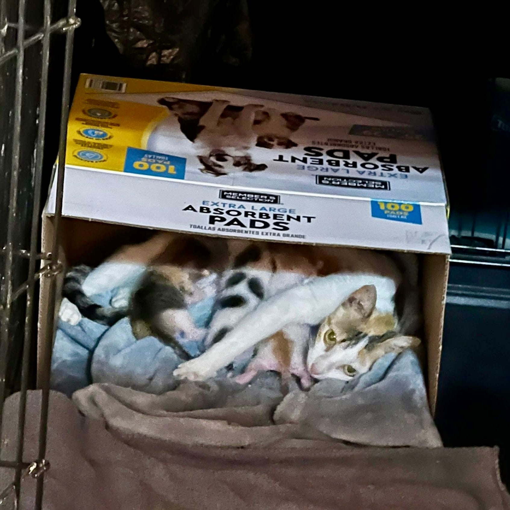 Celebrating Stray Mama Cats This Mother’s Day