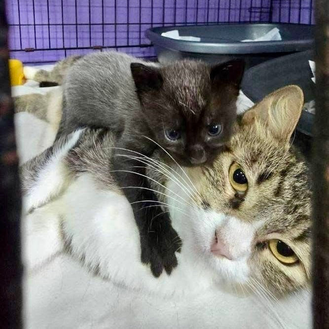 Mama Cat’s Rescue and Search for a Forever Home in Panama