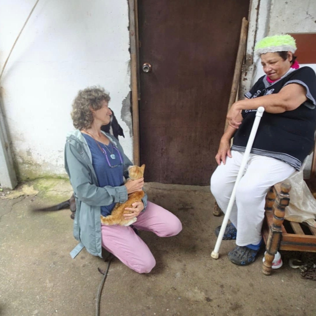 Rescued Colony Cat Celeste: From Survival to Second Chances in Bajo Mono