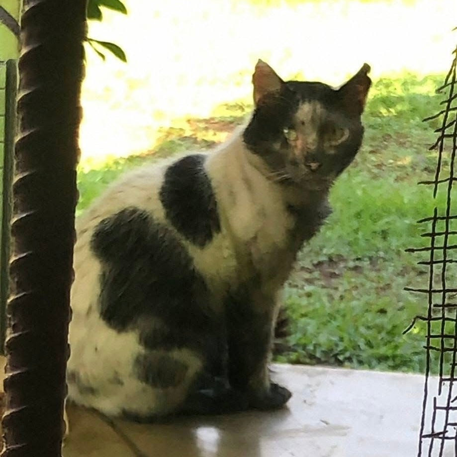 Not Just Strays: Rescue Stories of Hope from Kirsten Cares For Cats