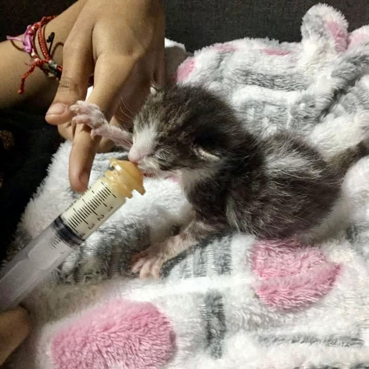 A Taste of December | A Week in Cat Rescue with Kirsten Cares For Cats