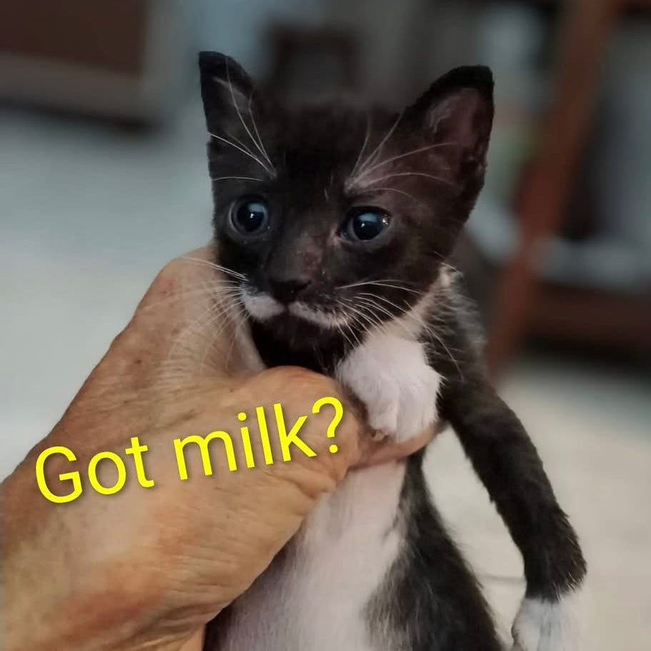 Tiny Paws, Big Care | Kirsten Cares For Cats