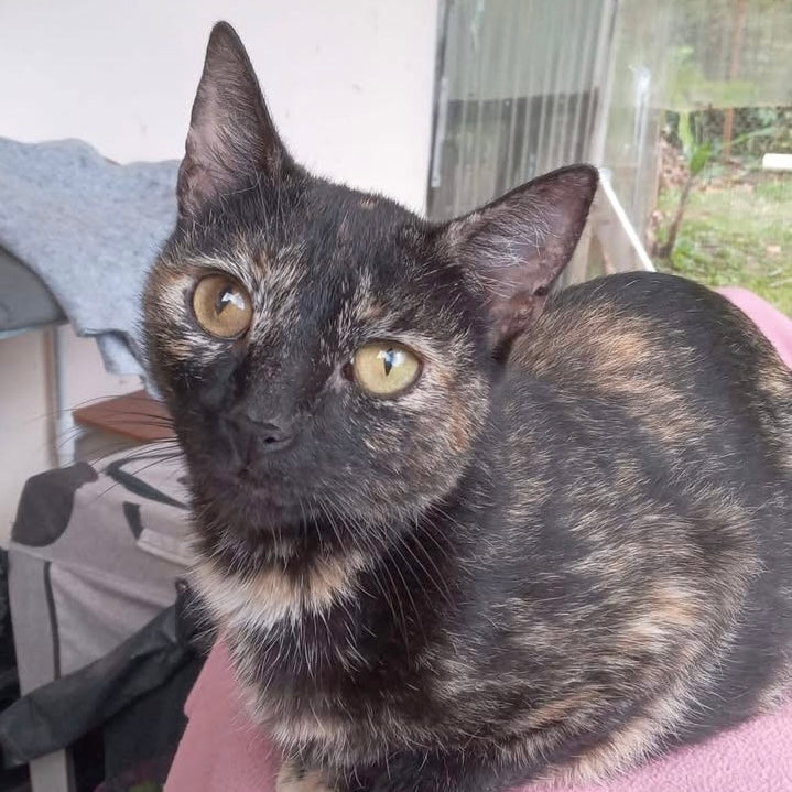 Emergency Vet Care and Rescue Stories | Kirsten Cares For Cats