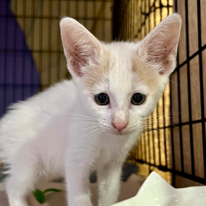 Fighting for Forgotten Cats: How Persistence Led to Rescue and Hope