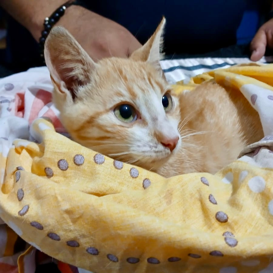 How a Spunky Kitten Helped a Traumatized Rescue Cat Learn to Love Again