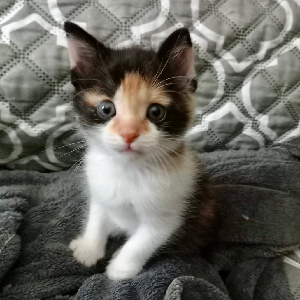 Lily’s Rescue: Why Cat Welfare Takes More Than Good Intentions in Panama