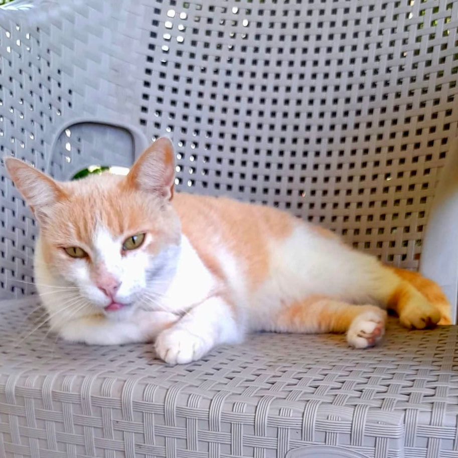 How to Cope with Pet Loss: Tom’s Story and a Reminder of Love