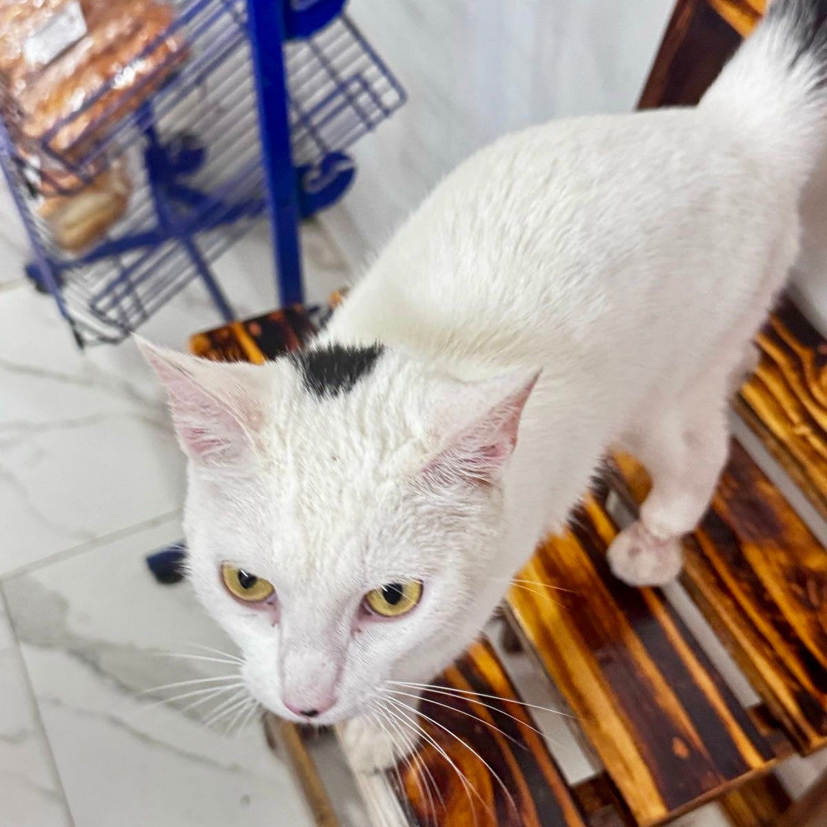 Nyla’s Rescue Story: From Neglect to a Loving Forever Home