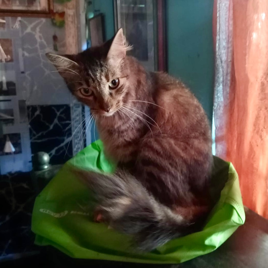 The Extra Mile for Irma’s Cats: Lifesaving Care Beyond Rescue