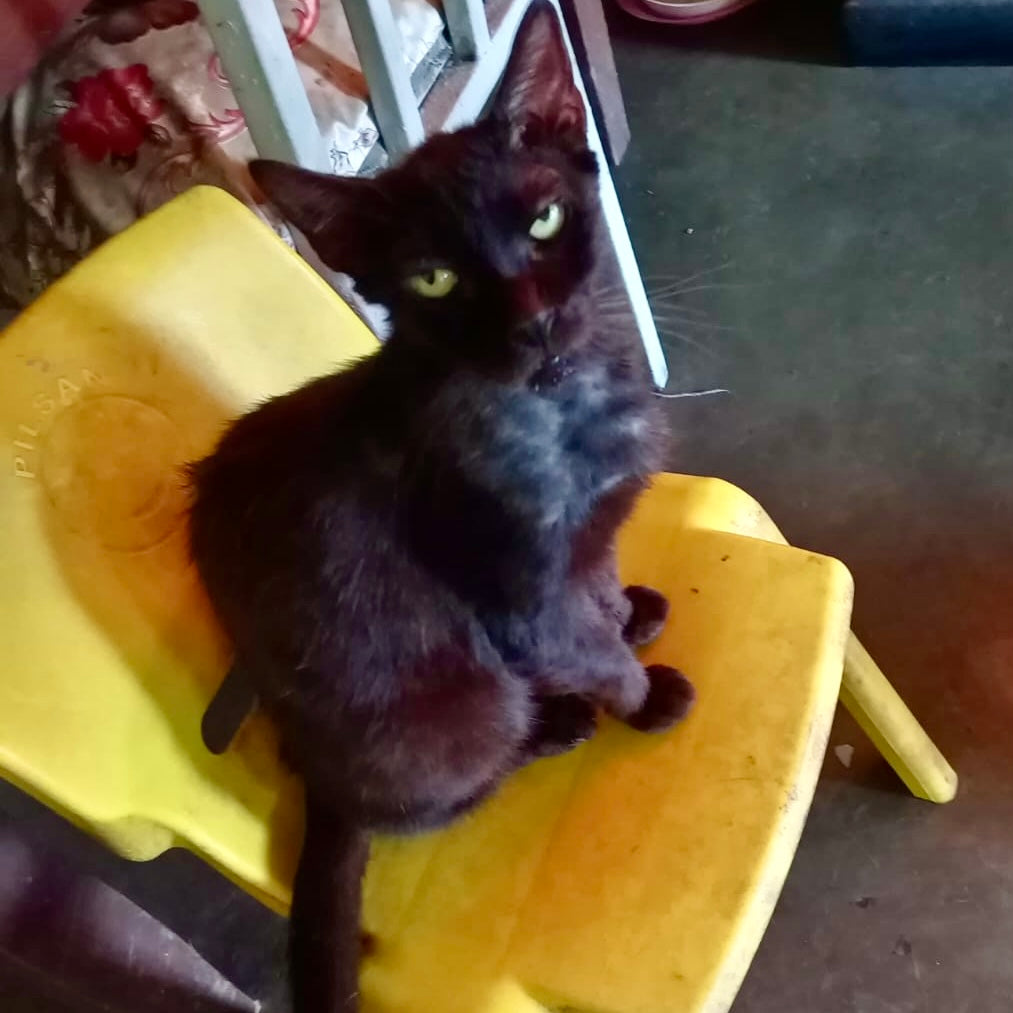 Support for Elderly Cats: How Donations Made a Difference