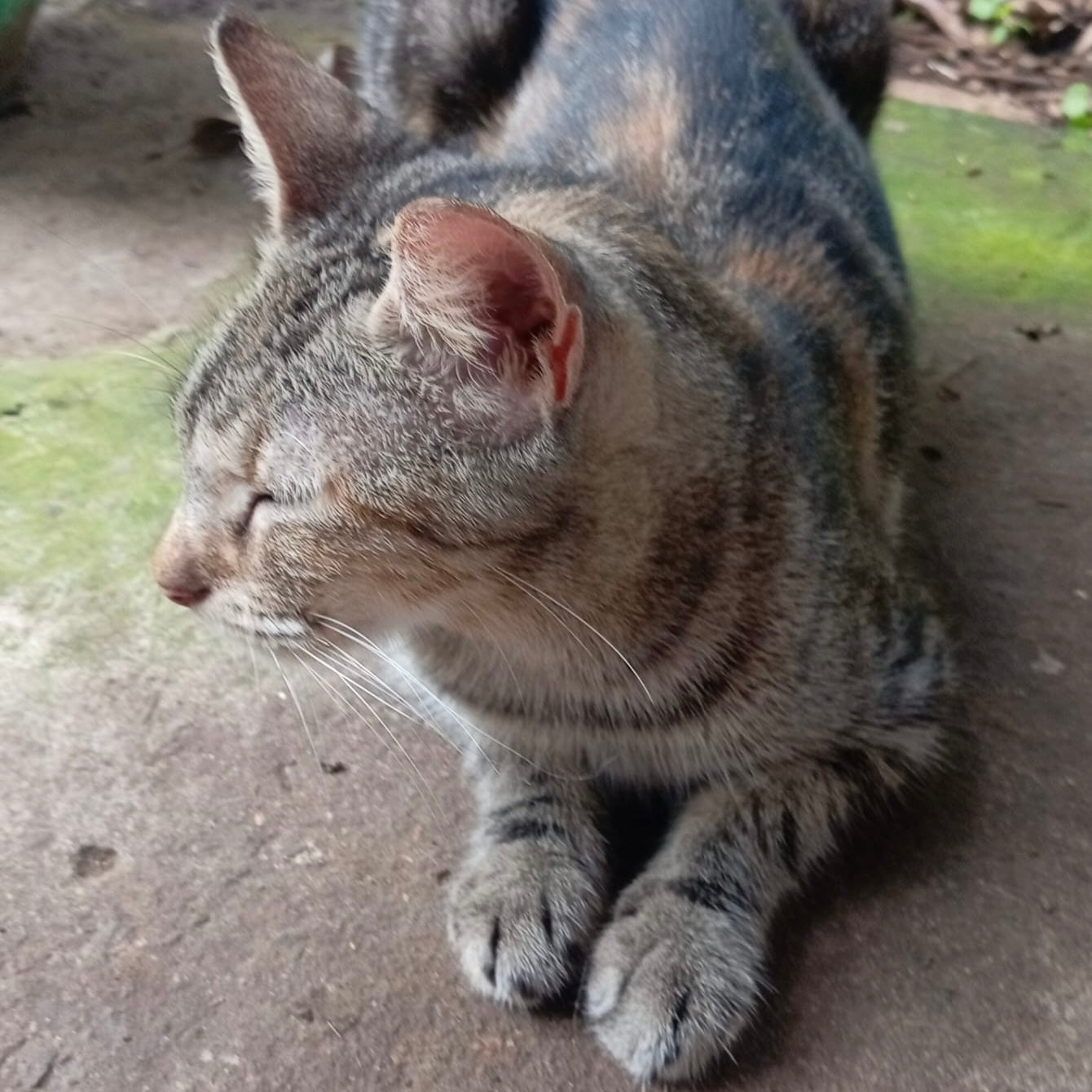 A Momma’s Chance to Rest and Heal | Kirsten Cares For Cats